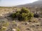 Xerophyte coastal vegetation withstands drought. Oman