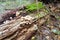 Xerula megalospora mushrooms growing on a decaying log