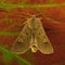 Xestia xanthographa Square-spot Rustic