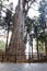 Xianglin Giant Tree in Alishan National Forest Recreation Area, situated in Alishan Township, Chiayi , TAIWAN