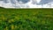 Xilinhot - A field of wind turbines build on a vast pasture in Inner Mongolia. There are a few yellow and purple wildflowers