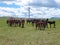 Xilinhot - Heard of horses grazing under wind turbines build on a vast pasture in Xilinhot, Inner Mongolia. Natural resources