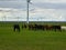 Xilinhot - Heard of horses grazing under wind turbines build on a vast pasture in Xilinhot, Inner Mongolia. Natural resources