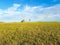 Xilinhot - A man standing on a vast pasture in Inner Mongolia, and admiring a heap of stones (aobao) with colorful prayer flags