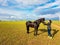 Xilinhot - A woman in yellow sneakers leaning taming a black Friesian horse on a vast grassland in Xilinhot, Inner Mongolia