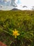 Xilinhot - A yellow flower with a panoramic view on a hilly landscape of Xilinhot in Inner Mongolia. Endless grassland