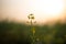 XINGHUA, CHINA: Rapeseed flower