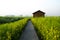 XINGHUA, CHINA: Walkway along canal in rapeseed field at morning