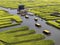 Xinghua, Jiangsu: thousands of stacks of cauliflower yellow, visitors like weaving flowers busy