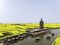 Xinghua, Jiangsu: thousands of stacks of cauliflower yellow, visitors like weaving flowers busy