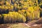 Xinjiang Hemu birch forest autumn