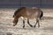 Xinjiang Wild Horse in Breeding Farm in Jimsar, adobe rgb