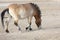 Xinjiang Wild Horse in Jimsar county, adobe rgb