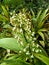 xiphidium caeruleum flower