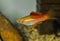 Xiphophorus hellerii swordtail swimming in aquarium