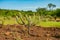 Xique xique cactus Pilosocereus gounellei and sertao/caatinga landscape - Oeiras, Piaui