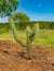 Xique xique cactus Pilosocereus gounellei and sertao/caatinga landscape - Oeiras, Piaui Northeast Brazil