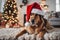 xmas theme Dog wearing a Santa hat with Christmas decorations in the background