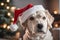 xmas theme Dog wearing a Santa hat with Christmas decorations in the background