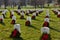 Xmas wreaths in Arlington Cemetery