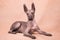 Xolo dog breed Xoloitzcuintle, Mexican hairless on a beige background, lying