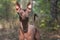 Xolo dog breed Xoloitzcuintle, Mexican hairless in a summer forest