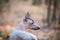 Xolo dog Xoloitzcuintle, Mexican hairless, portrait with a spread