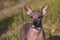 Xolo puppy Xoloitzcuintle, Mexican hairless with a fluff in his mouth