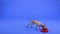 Xoloitzcuintle approaches a red bowl of animal food in the studio on a blue background. The dog eats the treat, then