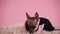 Xoloitzcuintle in black and pink jumpsuit on a pink background. The dog lies on a fur blanket next to the garland and