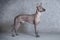 Xoloitzcuintle dog against grey background