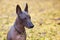 Xoloitzcuintle dog, or Mexican Hairless breed on the autumn park. Outdoors, close up portrait of adult dog of big standard size.