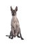 Xoloitzcuintle dog sitting, white background