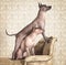 Xoloitzcuintle dogs on a antique couch