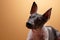 Xoloitzcuintle - hairless mexican dog breed