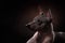 Xoloitzcuintle - hairless mexican dog breed