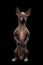 Xoloitzcuintle - hairless mexican dog breed, Studio portrait on Black background