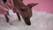 Xoloitzcuintle in a jumpsuit stands on a white fur blanket in the studio on a pink background. Soap bubbles fly around