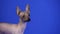 Xoloitzcuintle looks closely at the camera in the studio on a blue background. Close up of funny dog face. Slow motion