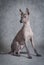 Xoloitzcuintle male dog against grey background
