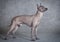 Xoloitzcuintle male dog against grey background