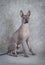 Xoloitzcuintle male dog, eighteen months old, grey background