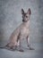 Xoloitzcuintle male dog sitting against grey background