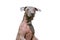 Xoloitzcuintle Mexican Hairless Dog isolated on white