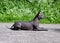 Xoloitzcuintle Mexican Hairless Dog lying on  ground in  sphinx pose against  natural background