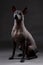 Xoloitzcuintle Mexican Hairless Dog  portrait sitting on neutral dark  gray background