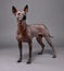 Xoloitzcuintle Mexican Hairless Dog   portrait standing  close-up on gray background