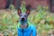 Xoloitzcuintle Mexican Hairless Dog  puppy with blue collar and jacket portrait on natural blurred background