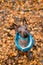 Xoloitzcuintle Mexican Hairless Dog  puppy dressed in  blue collar and jacket sitting on  fallen autumn foliage background