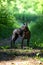 Xoloitzcuintle Mexican Hairless Dog standing free  in beautifully sunlit natural background